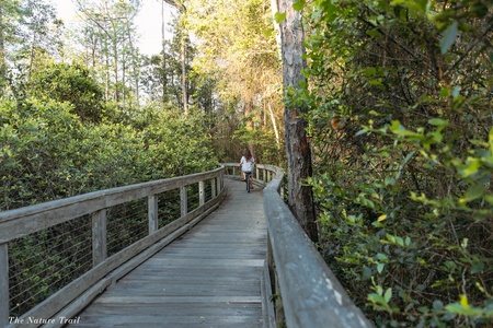 Wooden boardwalk winds through lush forest, offering peaceful nature walks surrounded by towering trees and natural beauty.
