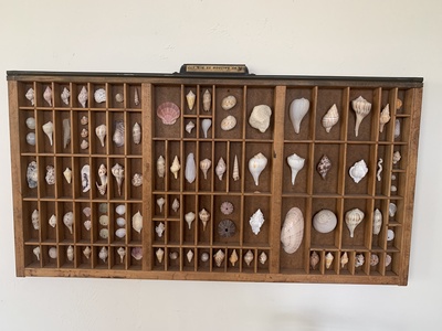 You'll find beautiful shell collections throughout the house.