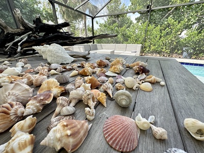 Start your shelling collection now.