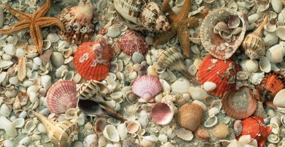 Seashells galore on any given day.