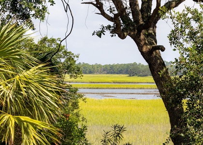 marsh view