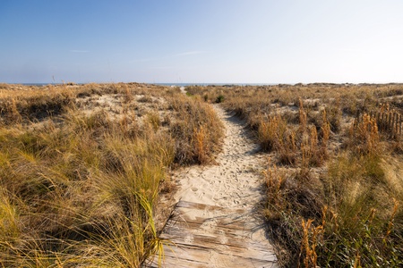 Wooden boardwalk winds through coastal dunes toward the ocean, surrounded by natural beach grasses and vegetation.