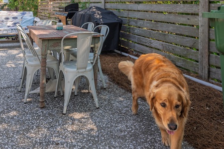 Your four-legged friends will love this gated backyard