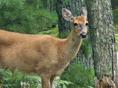 deer