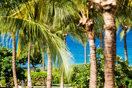 Stroll beneath swaying palms along tropical paths connecting pools, gardens, and the beach with ease and beauty.
