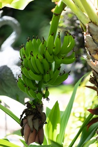 Fresh bananas growing in the lush gardens of the estate.