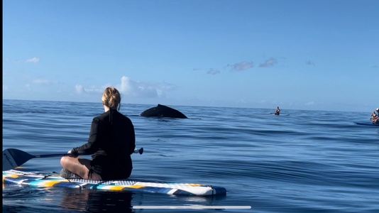 Paddleboard with Whales