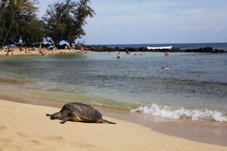 Poipu Beach Park shoreline with a Hawaiian green sea turtle resting on the sand.