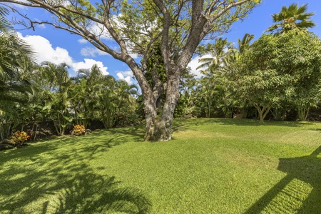 Lush, green backyard