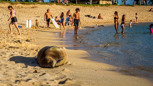 A peaceful nap on the shores of the island.