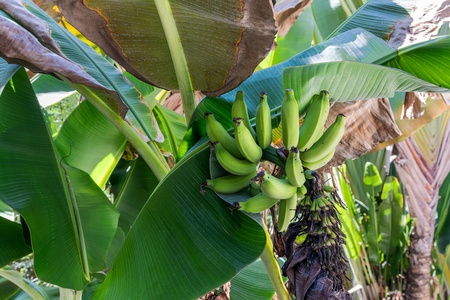 Pick tropical fruit steps from your lanai—local bananas grow right on the property.