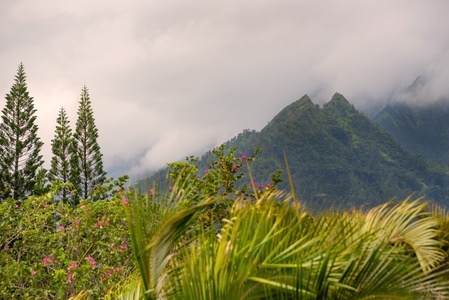 Stunning view of misty mountains framed by lush greenery.