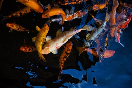 Colorful koi swirl beneath tropical reflections—your peaceful welcome home.