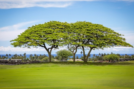 Detail of the view with iconic trees and ocean.