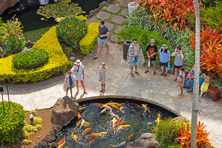 Idyllic koi pond surrounded by lush foliage