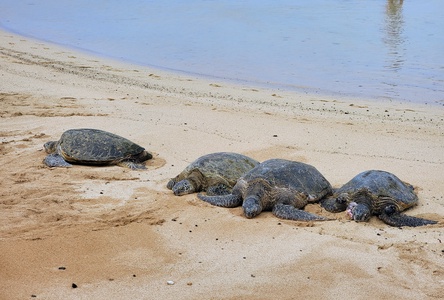 Experience the magic of Hawaiʻi’s coastline with frequent sightings of Hawaiian green sea turtles basking on nearby shores.