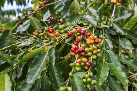 Coffee trees on property!