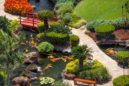 Idyllic koi pond surrounded by lush foliage