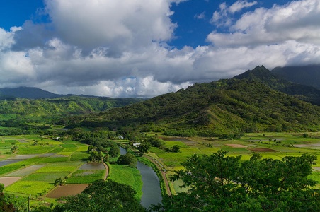 Lush, green taro fields stretch into the distance—discover local farming culture and breathtaking scenery.