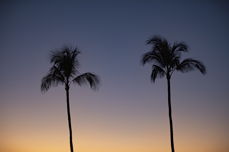 Silhouetted palms at dusk set the tone for peaceful island evenings.