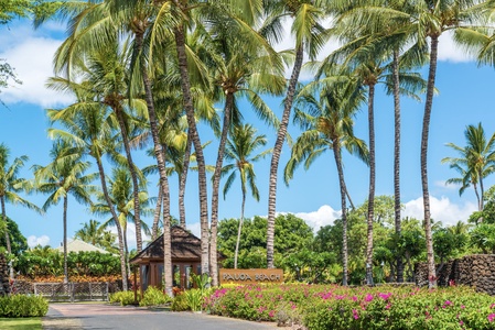 Tropical pathway lined with palm trees leading to the gazebo.