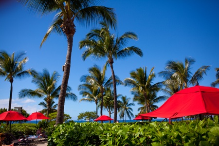 Feel the breeze through the palms as you explore the vibrant grounds of Honua Kai Resort.