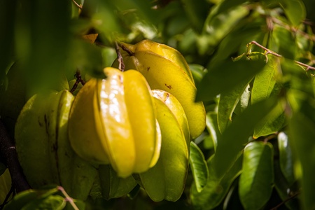 Tropical bounty on display—starfruit ripens under golden Hawaiian sun.