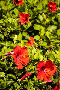 Red hibiscus petals add a vibrant touch to this tropical retreat.