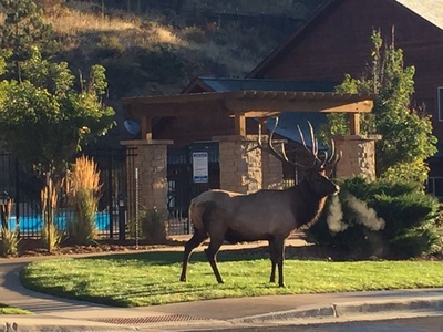What The Elk