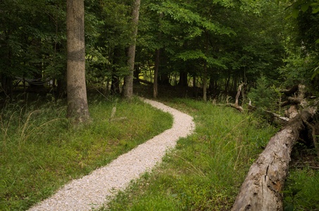 “There are no words to describe the beauty of the forest as the leaves shine like emeralds in the sunshine”. - Emma