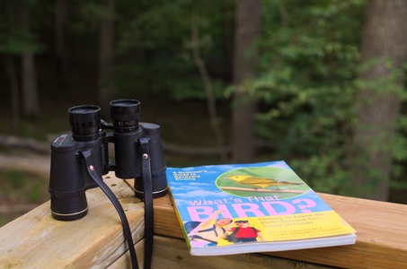 The woods around the chalet are full of wildlife, especially birds!