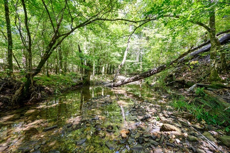 Enjoy the peaceful sounds of the creek flowing through the backyard