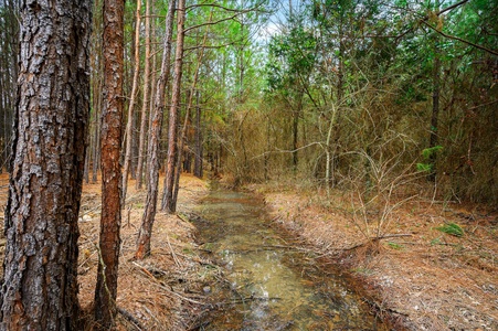 Seasonal creek running through property
