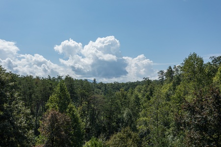 Looking into the woods at Cabin Fever, a 4-bedroom cabin rental located in Pigeon Forge