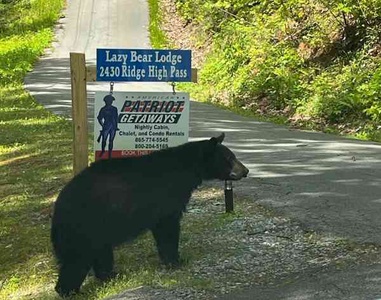 Black bear at Lazy Bear Lodge