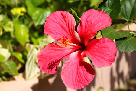 Lots of tropical foliage.