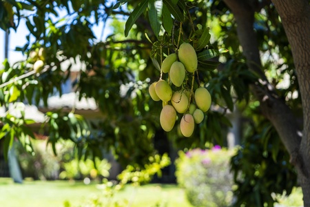 Fresh mangoes hang from tropical trees in the lush garden, creating a natural paradise around your vacation retreat.