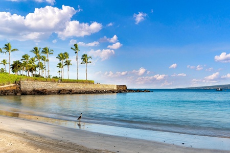 Pristine tropical beach with swaying palms and crystal-clear waters creates the perfect backdrop for relaxation.