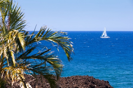 Palm framed view of a sailboat drifting on the sparkling ocean.