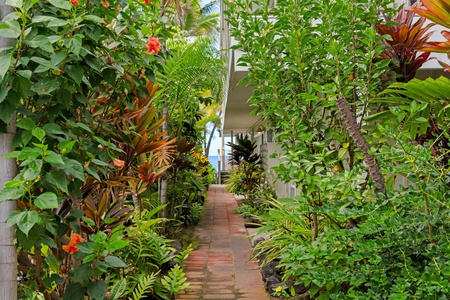 Tropical garden walkway