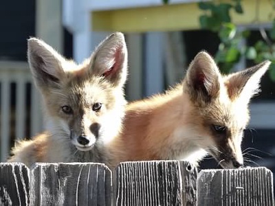 Two foxes with large ears visible over a wooden fence; one fox looks into the camera, while the other looks downwards.