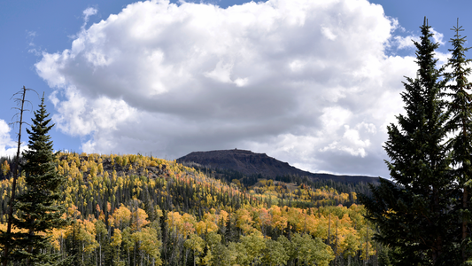 Brian Head Landscape