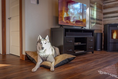 Dog bed (husky not included!)
