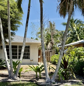 Front view through your palm trees