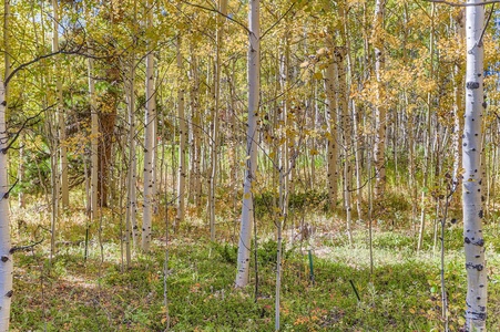 A Peaceful Aspen Grove Right Outside Your Doorstep