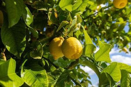 Close-up of two ripe lemons hanging from a leafy branch under bright sunlight.