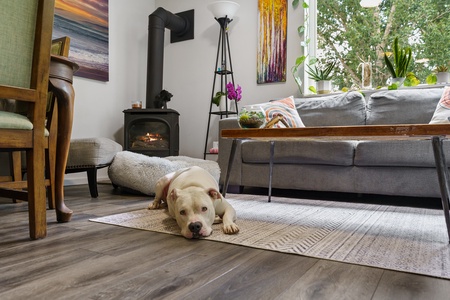 A white dog lies on a patterned rug in a cozy living room with a sofa, coffee table, indoor plants, and a lit fireplace. Artworks are mounted on the walls, and a window offers a view of trees outside.