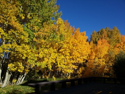 Fall Colors