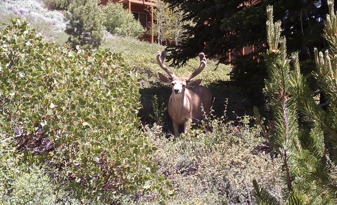 Wildlife