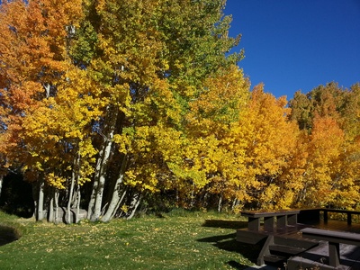 Fall Colors